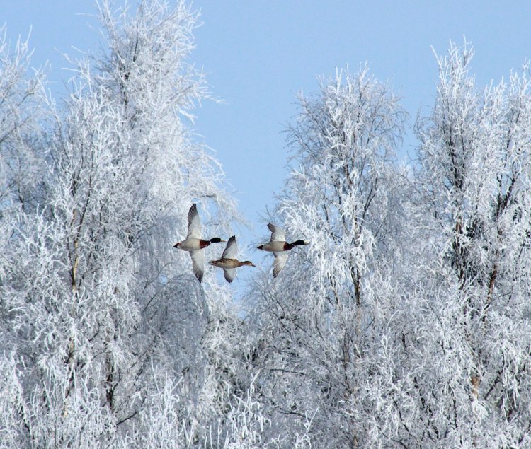 ptaki zimą w Polsce